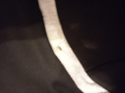 Отзыв покупателя Ramonki - Усольцева Елена Викторовна фото №2