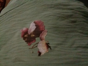 Отзыв покупателя Ramonki - Булычева Алла Алексеевна  фото №1